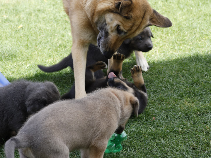 chinook dog